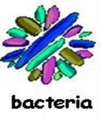 bacteria